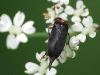 Mordellochroa abdominalis