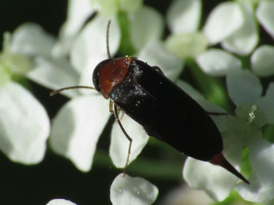 Mordellochroa abdominalis
