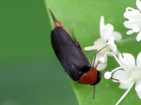 Mordellochroa abdominalis