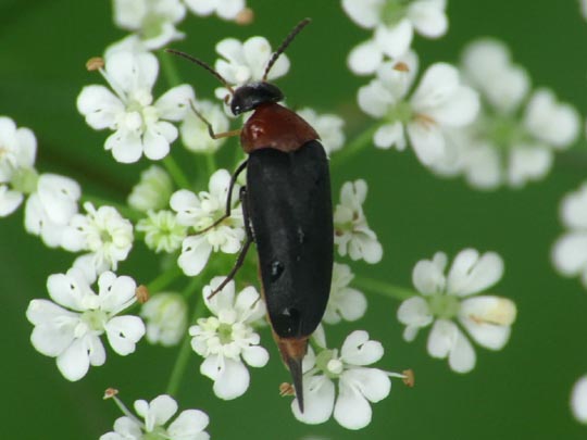 Mordellochroa abdominalis