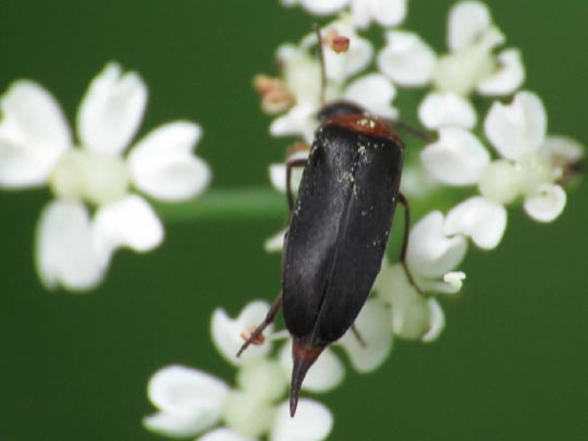 Mordellochroa abdominalis
