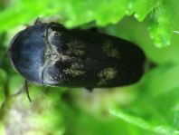 Tomoxia bucephala