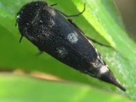 Tomoxia bucephala