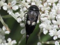 Tomoxia bucephala