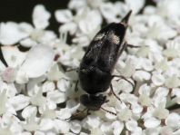 Tomoxia bucephala
