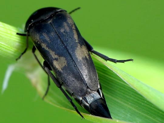 Tomoxia bucephala
