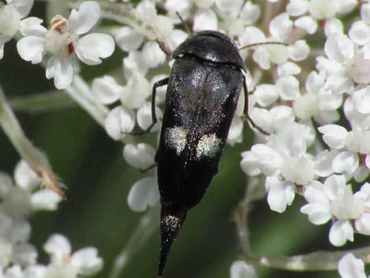 Tomoxia bucephala