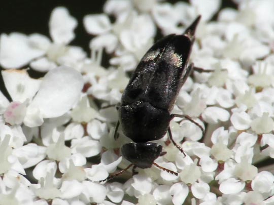 Tomoxia bucephala