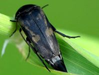 Tomoxia bucephala