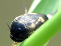 Tomoxia bucephala