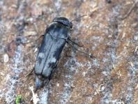 Tomoxia bucephala