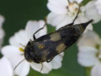 Variimorda villosa