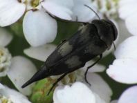 Variimorda villosa