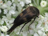 Variimorda villosa