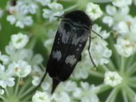 Variimorda villosa