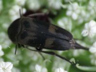 Variimorda villosa