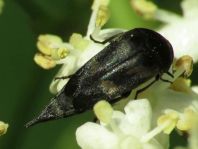 Variimorda villosa