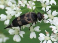 Variimorda villosa
