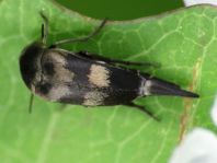 Variimorda villosa