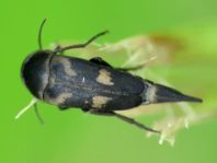 Variimorda villosa