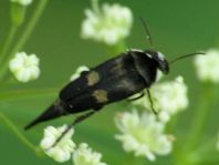 Variimorda villosa