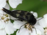 Variimorda villosa