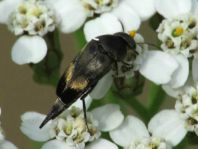Variimorda villosa