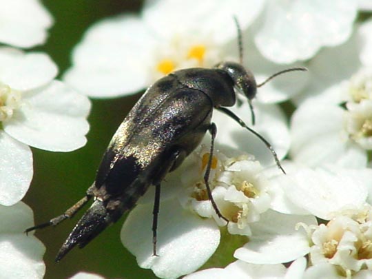 Variimorda