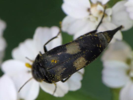 Variimorda villosa