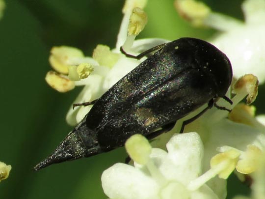 Variimorda
