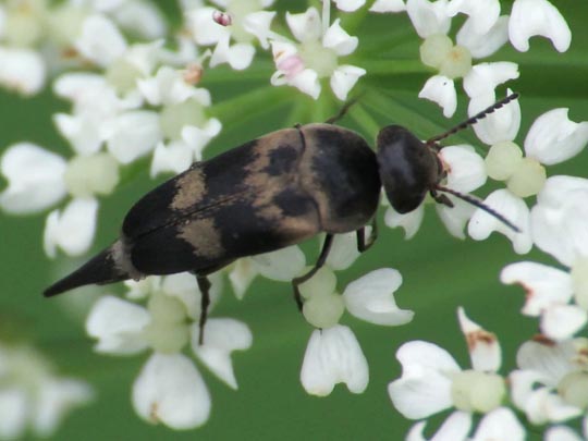 Variimorda