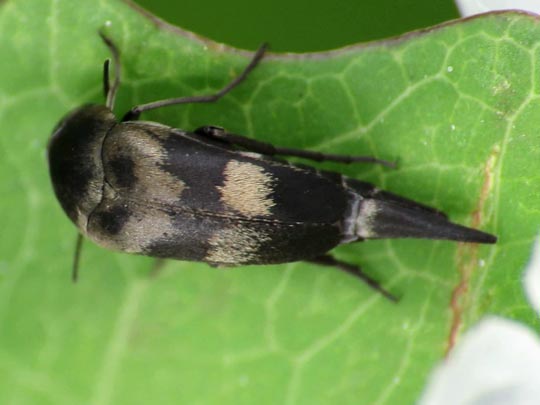 Variimorda