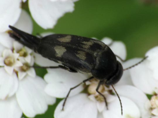 Variimorda