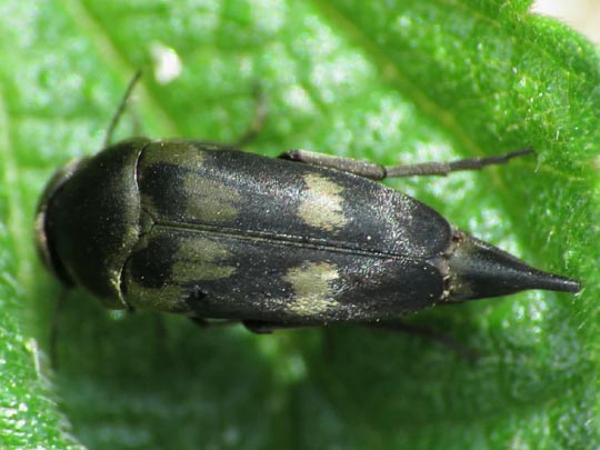 Variimorda