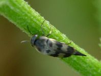 Variimorda