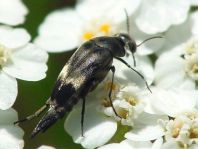 Variimorda