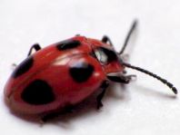 Endomychus coccineus, Scharlachroter Stäublingskäfer