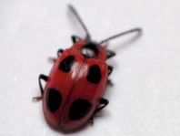 Endomychus coccineus, Scharlachroter Stäublingskäfer