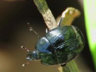 Histeridae, Stutzkäfer