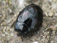 Histeridae, Stutzkäfer