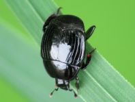 Histeridae, Stutzkäfer