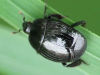 Histeridae, Stutzkäfer