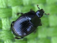 Carcinops pumilio