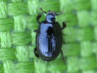 Carcinops pumilio