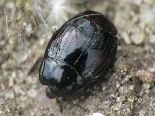 Histeridae, Stutzkäfer