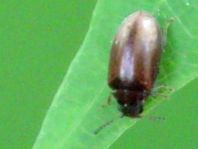 Scirtidae