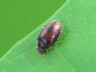Scirtidae