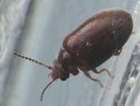 Scirtidae