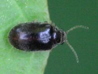 Scirtidae