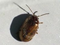 Scirtidae